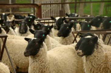 Эффективное разведение и выращивание овец в домашних условиях Овцы уход и содержание